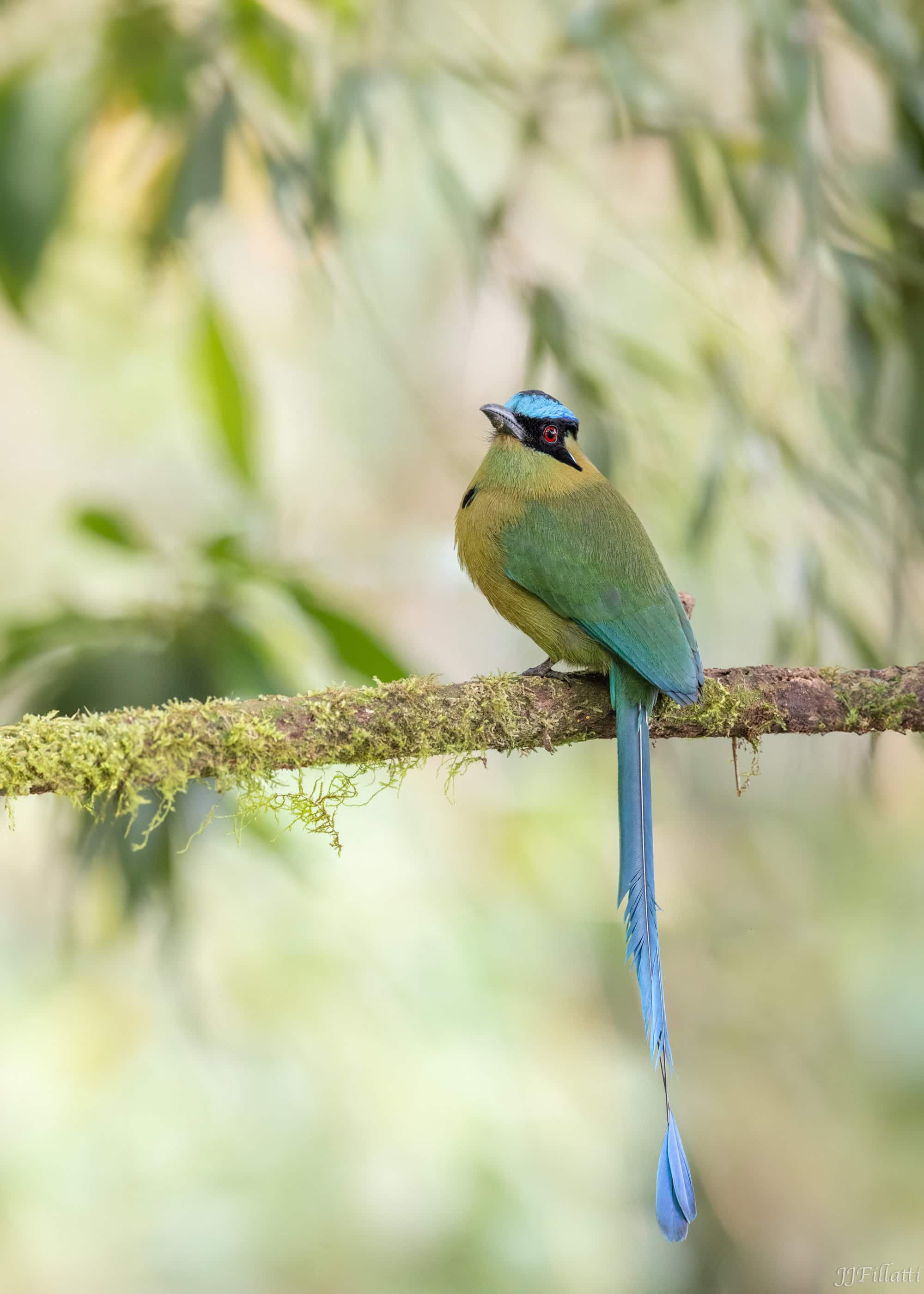 bird of colombia image 2